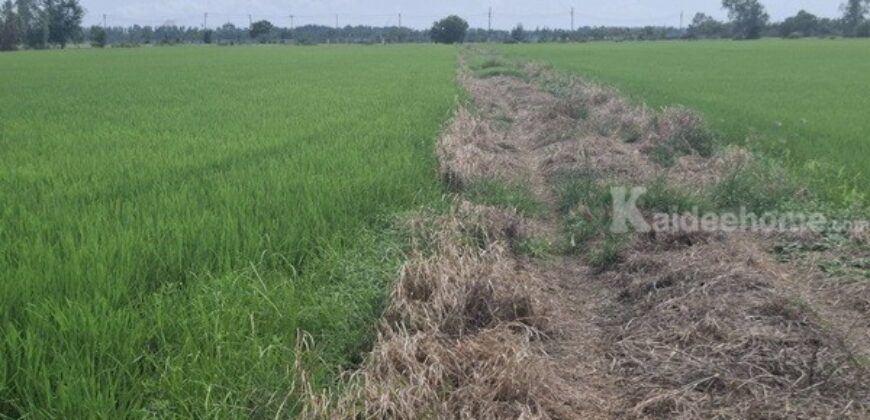 ขายที่ดินติดถนน เแปลงใหญ่สวย ติดถนนสาย 347 ปทุมธานี-บางปะหัน ต.บางประแดง อ.บางประอิน จ.พระนครศรีอยุธยา กม. 29-30 โทร 095-8299247