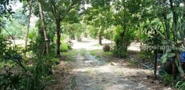 ที่ดินบรรยากาศดี ทำเลทอง วังปลา ต.แกลง จ.ระยอง