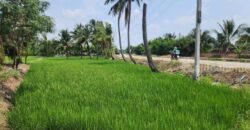 ขายที่ดินทำเลศักยภาพ พุทธมณฑลสาย 5 สามพราน นครปฐม 1-0-47 ไร่ ขายที่ดินทำเลศักยภาพ พุทธมณฑลสาย 5 สามพราน นครปฐม 1-0-47 ไร่