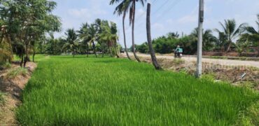 ขายที่ดินทำเลศักยภาพ พุทธมณฑลสาย 5 สามพราน นครปฐม 1-0-47 ไร่