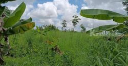 ที่ดินบรรยากาศดี ทำเลทอง วังปลา ต.แกลง จ.ระยอง