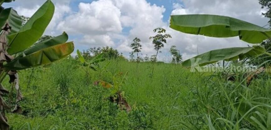 ที่ดินบรรยากาศดี ทำเลทอง วังปลา ต.แกลง จ.ระยอง