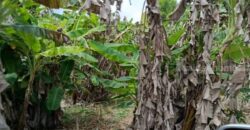 ที่ดินบรรยากาศดี ทำเลทอง วังปลา ต.แกลง จ.ระยอง