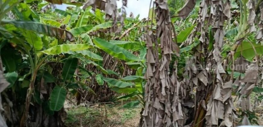 ที่ดินบรรยากาศดี ทำเลทอง วังปลา ต.แกลง จ.ระยอง