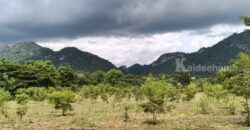 ขายที่ดินเขาใหญ่ บ้านเหวปลากั้ง หมูสี 5ไร่ อยู่เส้นกุดคล้าผ่านศึก ใกล้โครงการเขาพระนอน วิวเขาสวย เดินทางสะดวก ใกล้ถนนธนะรัชต์ อุทยานแห่งชาติ ร้านค้า ร้านอาหาร ราคาดี ด่วน 087-9074045