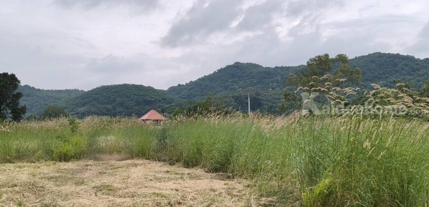 ขายที่เขาใหญ่ หนองสาหร่าย ปากช่อง 8ไร่ วิวเขาล้อมรอบ ใกล้ภูเขา ที่อยู่บนเนินสุดเทควิวสวยมาก ใกล้ 2235 เพียง 650ม. ใกล้ถนนมิตรภาพ ทำเลดี ไม่ลึก ไม่เปลี่ยว ใกล้ร้านค้าชุมชน ตลาด เซเว่น ขายถูก 087-9074045