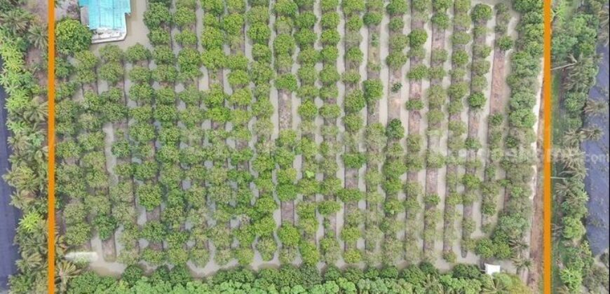 ที่ดิน พร้อมสิ่งปลูกสร้าง 9-3-60 ไร่ สามพราน นครปฐม