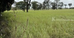 ด่วน ขายที่นา ราคาถูก อ.กันทรารมย์ จ.ศรีสะเกษ เนื้อที่ 12 ไร่ 2 งาน 62.6 ตร.ว. โทร 062-5982441 (คุณโย)