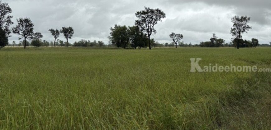 ด่วน ขายที่นา ราคาถูก อ.กันทรารมย์ จ.ศรีสะเกษ เนื้อที่ 12 ไร่ 2 งาน 62.6 ตร.ว. โทร 062-5982441 (คุณโย)