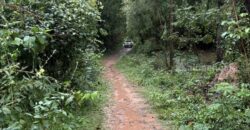 ด่วน ขายที่นา ราคาถูก อ.กันทรารมย์ จ.ศรีสะเกษ เนื้อที่ 12 ไร่ 2 งาน 62.6 ตร.ว. โทร 062-5982441 (คุณโย)