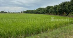 ที่ดิน 9-3-99.5 ไร่ ดอนโพธิ์ – สุพรรณบุรี มีผู้เช่า ทำเลดี