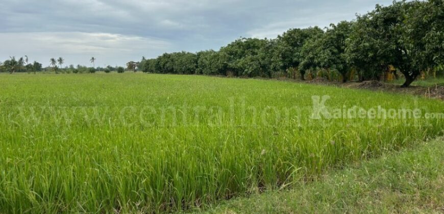 ที่ดิน 9-3-99.5 ไร่ ดอนโพธิ์ – สุพรรณบุรี มีผู้เช่า ทำเลดี