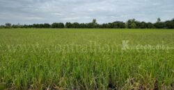 ที่ดิน 9-3-99.5 ไร่ ดอนโพธิ์ – สุพรรณบุรี มีผู้เช่า ทำเลดี