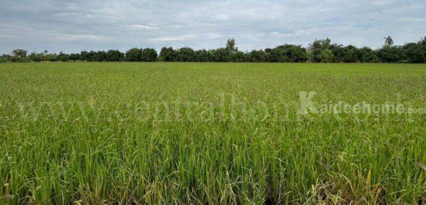 ที่ดิน 9-3-99.5 ไร่ ดอนโพธิ์ – สุพรรณบุรี มีผู้เช่า ทำเลดี