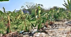 ขายที่ดินอ่อนนุช 39 (ศรีนครินทร์ 24) แปลงมุม 75 ตร.ว. ราคาถูก