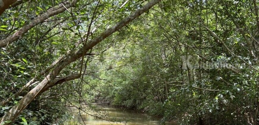 ขายโรงงาน และ สวนป่าเบญพรรณ อายุ 25 ปี อ.เขาชะเมา จ.ระยอง ราคาพิเศษ โทร 095-2601140