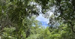 ขายโรงงาน และ สวนป่าเบญพรรณ อายุ 25 ปี อ.เขาชะเมา จ.ระยอง ราคาพิเศษ โทร 095-2601140