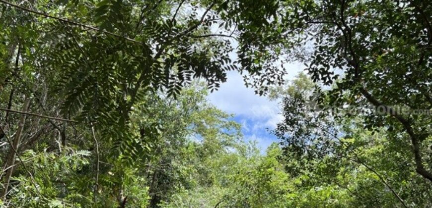 ขายโรงงาน และ สวนป่าเบญพรรณ อายุ 25 ปี อ.เขาชะเมา จ.ระยอง ราคาพิเศษ โทร 095-2601140