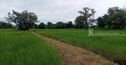 ที่ดินสวยราคาดี โนนสัง หนองบัวลำภู พื้นที่ 43-2-18 ไร่