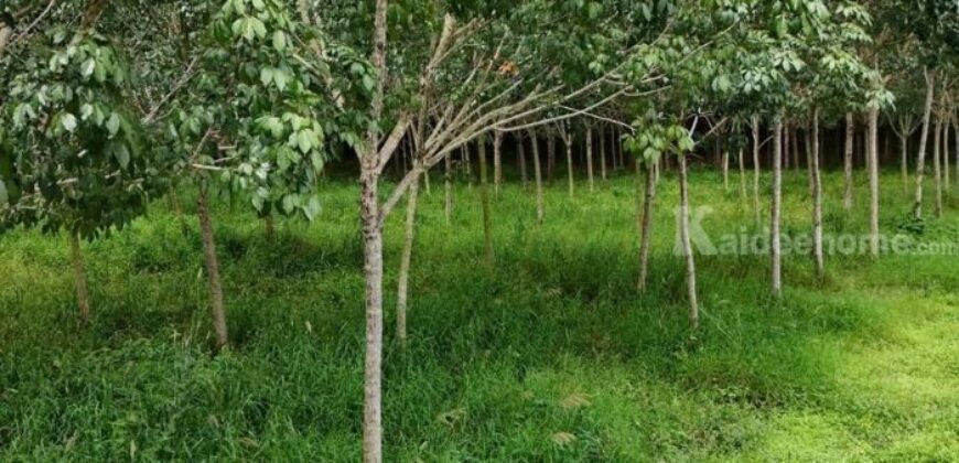 ที่ดินสวย ทำเลศักยภาพ EEC นิคมพัฒนา ระยอง 139-1-62 ไร่
