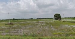 ขายที่ดิน ที่นา พิษณุโลก อำเภอวังทอง 19 ไร่ สวยมาก วิวนาสวย อากาศดี เงียบสงบ โทร 063-2825635