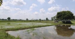 ขายที่ดิน ที่นา พิษณุโลก อำเภอวังทอง 19 ไร่ สวยมาก วิวนาสวย อากาศดี เงียบสงบ โทร 063-2825635