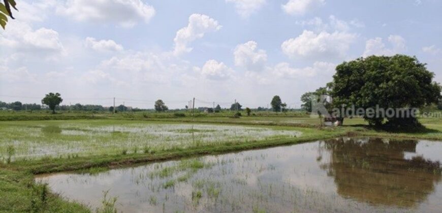 ขายที่ดิน ที่นา พิษณุโลก อำเภอวังทอง 19 ไร่ สวยมาก วิวนาสวย อากาศดี เงียบสงบ โทร 063-2825635
