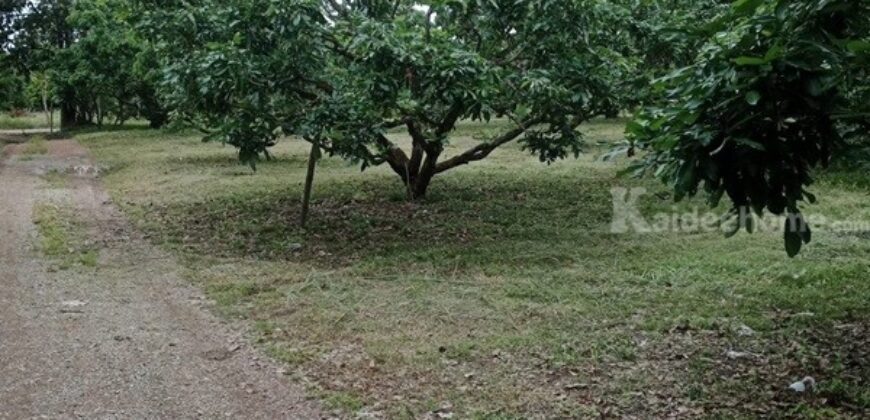 ขายที่ดินสวนลำใย 40 ไร่ มีโฉนด บ้านป่าไผ่ อ.ลี้ จ.ลำพูน อยู่เนินเขาวิวดีมาก มีร้านค้าชุมชนในหมู่บ้าน โทร 0650059539