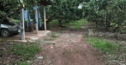ขายที่ดินสวนลำใย 40 ไร่ มีโฉนด บ้านป่าไผ่ อ.ลี้ จ.ลำพูน อยู่เนินเขาวิวดีมาก มีร้านค้าชุมชนในหมู่บ้าน โทร 0650059539