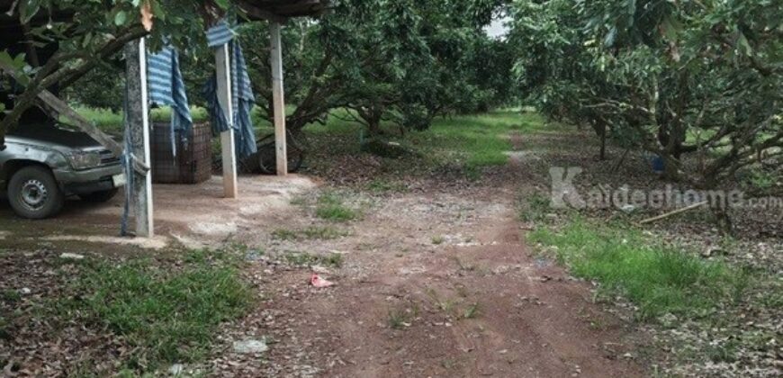 ขายที่ดินสวนลำใย 40 ไร่ มีโฉนด บ้านป่าไผ่ อ.ลี้ จ.ลำพูน อยู่เนินเขาวิวดีมาก มีร้านค้าชุมชนในหมู่บ้าน โทร 0650059539