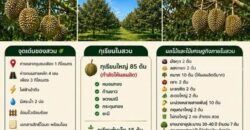 ขายสวนทุเรียน 5 ไร่ (โฉนด) พร้อมเก็บเกี่ยวผลผลิต บ้านค่าย ระยอง