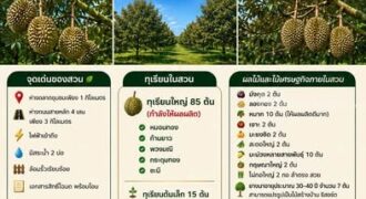 ขายสวนทุเรียน 5 ไร่ (โฉนด) พร้อมเก็บเกี่ยวผลผลิต บ้านค่าย ระยอง