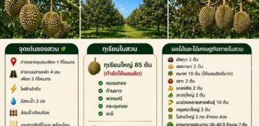 ขายสวนทุเรียน 5 ไร่ (โฉนด) พร้อมเก็บเกี่ยวผลผลิต บ้านค่าย ระยอง