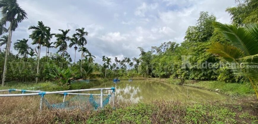 สวนทุเรียน วังแซ้ม จันทบุรี