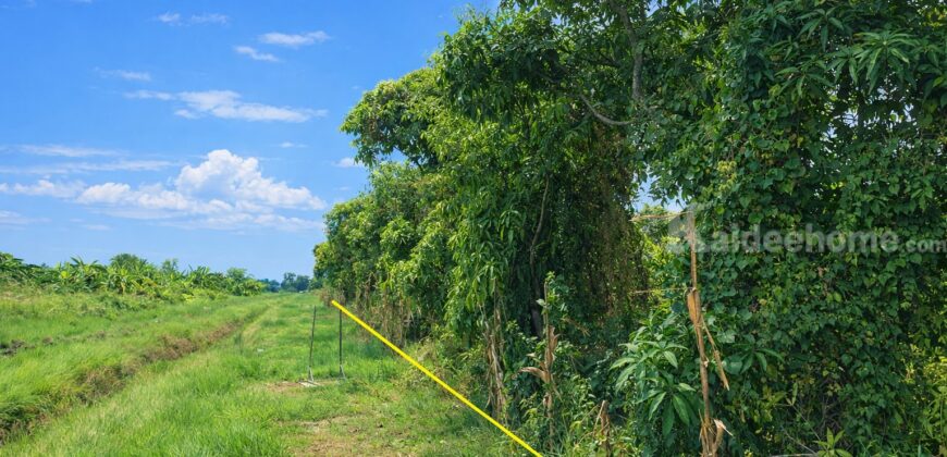 🚩ขายที่ดิน 1 ไร่ ซอยร่มเย็น ใกล้วัดป่าคลอง 11 หนองเสือ ปทุมธานี