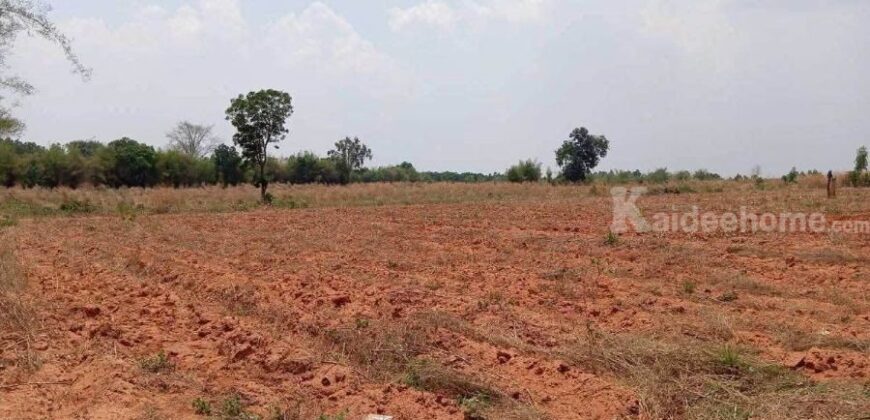 ขายที่ดิน 12ไร่ นส.3 หนองแปน มัญจาคีรี ขอนแก่น